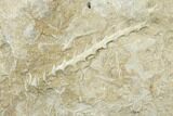 Archimedes Screw Bryozoan Fossil - Alabama #178180-1